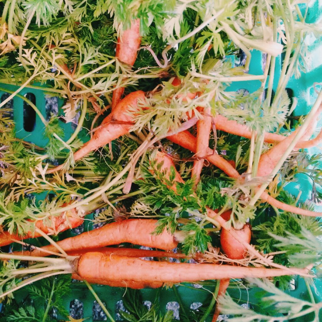 Ingredientes frescos para menu vegan no Porto